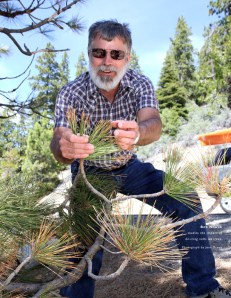 Bob Nowak studies the impact of de-icing salts on trees. Photograph by Jean Dixon.